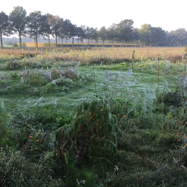 Nieuwe Bodem - duurzaam walnoten hazelnoten biodiversiteit agrobosbouw 335