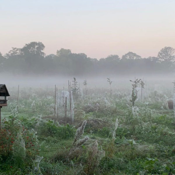 Nieuwe Bodem - duurzaam walnoten hazelnoten biodiversiteit agrobosbouw 338