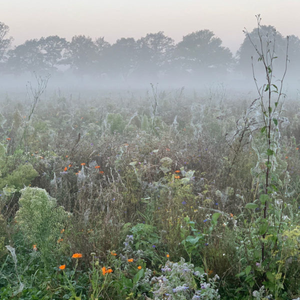 Nieuwe Bodem - duurzaam walnoten hazelnoten biodiversiteit agrobosbouw 342