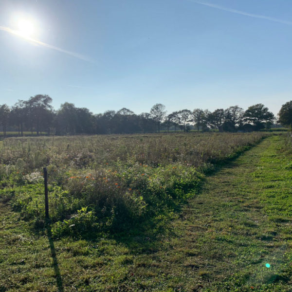 Nieuwe Bodem - duurzaam walnoten hazelnoten biodiversiteit agrobosbouw 344
