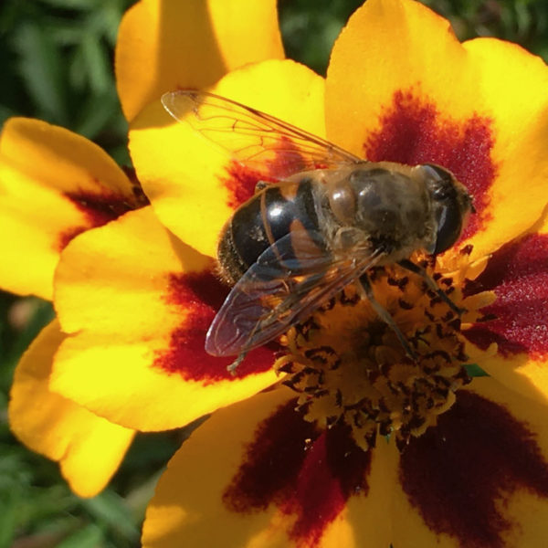 Nieuwe Bodem - duurzaam walnoten hazelnoten biodiversiteit agrobosbouw 347