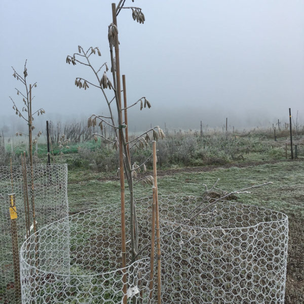 Nieuwe Bodem - duurzaam walnoten hazelnoten biodiversiteit agrobosbouw 355