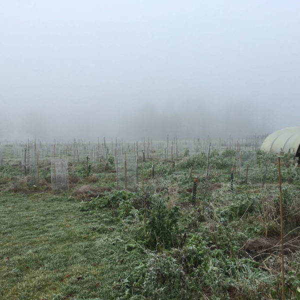 Nieuwe Bodem - duurzaam walnoten hazelnoten biodiversiteit agrobosbouw 356