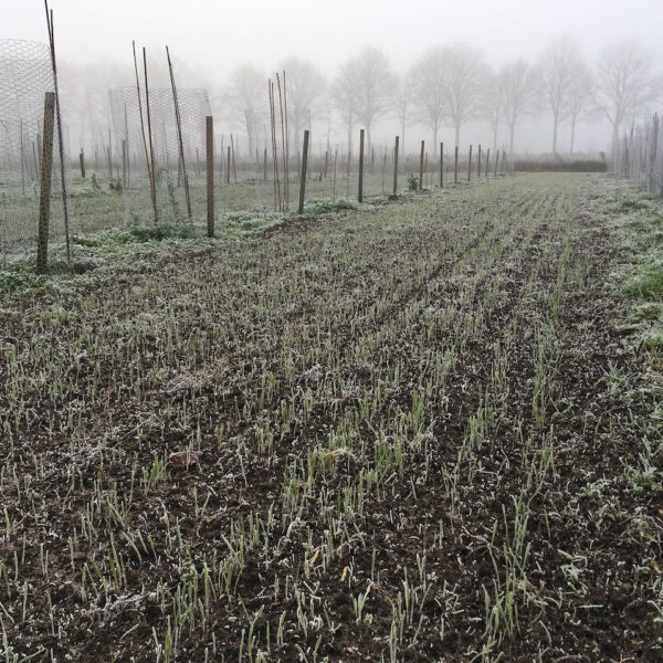 Nieuwe Bodem - duurzaam walnoten hazelnoten biodiversiteit agrobosbouw 358