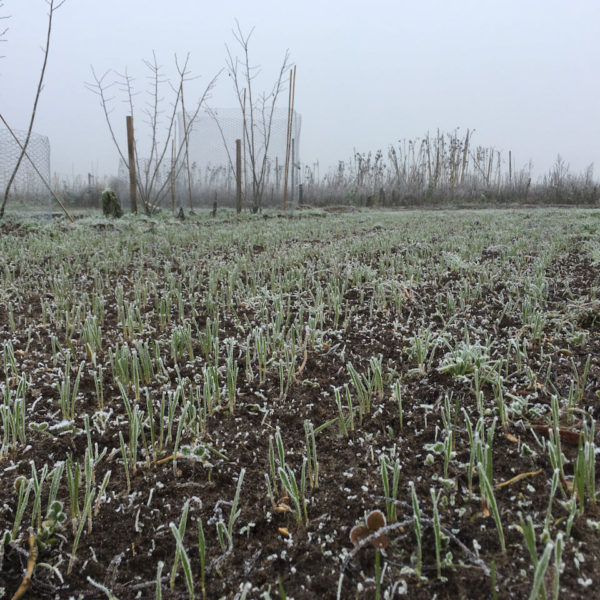Nieuwe Bodem - duurzaam walnoten hazelnoten biodiversiteit agrobosbouw 359