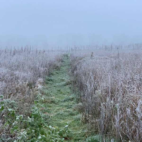 Nieuwe Bodem - duurzaam walnoten hazelnoten biodiversiteit agrobosbouw 365