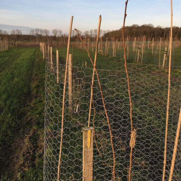 Nieuwe Bodem - duurzaam walnoten hazelnoten biodiversiteit agrobosbouw 372
