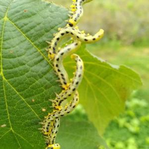 Nieuwe Bodem - Biodiversiteit natuurinclusief Elzenbladwesp