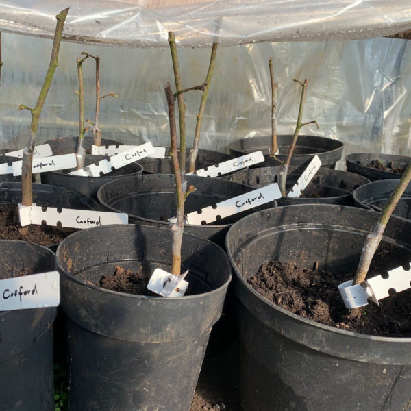 Nieuwe Bodem - duurzaam walnoten hazelnoten biodiversiteit agrobosbouw 383