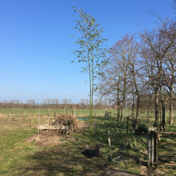 Nieuwe Bodem - duurzaam walnoten hazelnoten biodiversiteit agrobosbouw 385