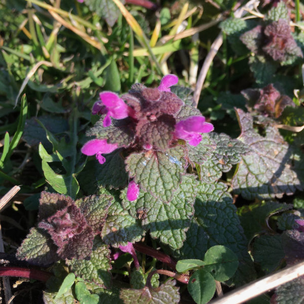 Nieuwe Bodem - duurzaam walnoten hazelnoten biodiversiteit agrobosbouw 387