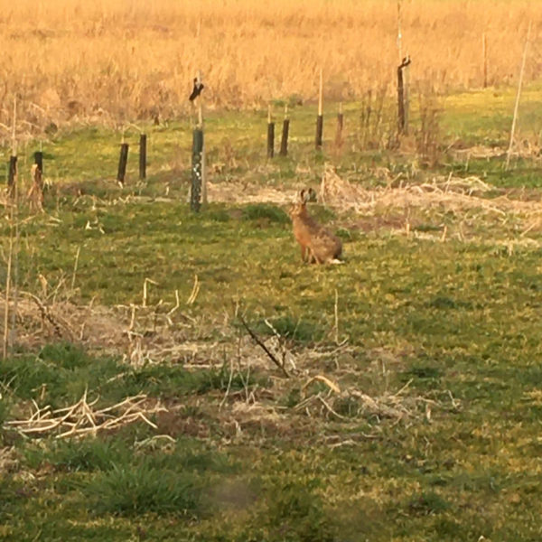 Nieuwe Bodem - duurzaam walnoten hazelnoten biodiversiteit agrobosbouw 388