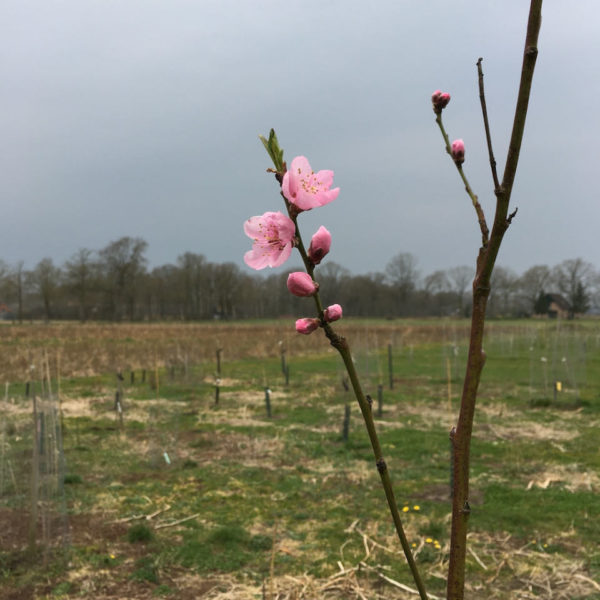 Nieuwe Bodem - duurzaam walnoten hazelnoten biodiversiteit agrobosbouw 394