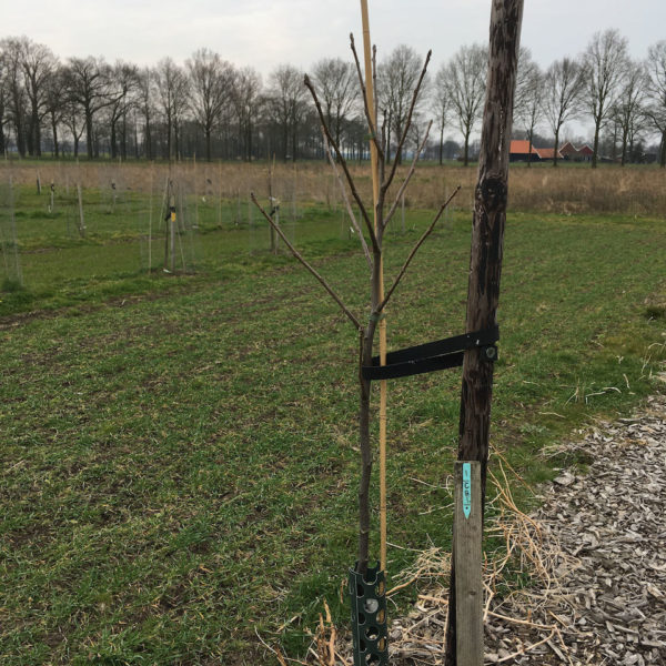Nieuwe Bodem - duurzaam walnoten hazelnoten biodiversiteit agrobosbouw 395
