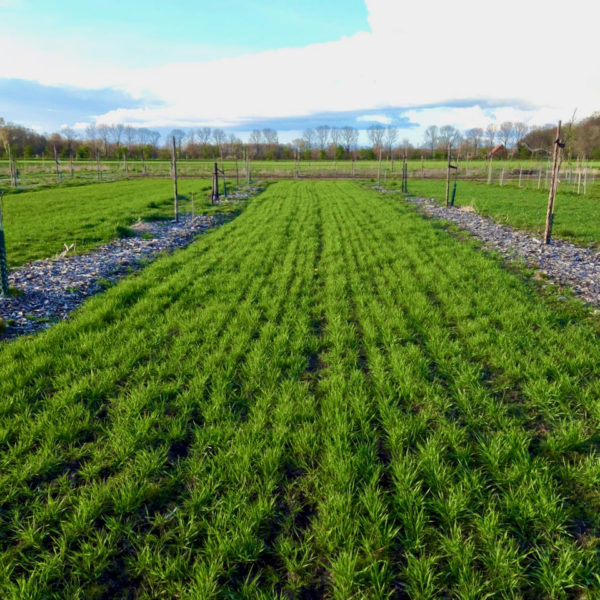 Nieuwe Bodem - duurzaam walnoten hazelnoten biodiversiteit agrobosbouw 402