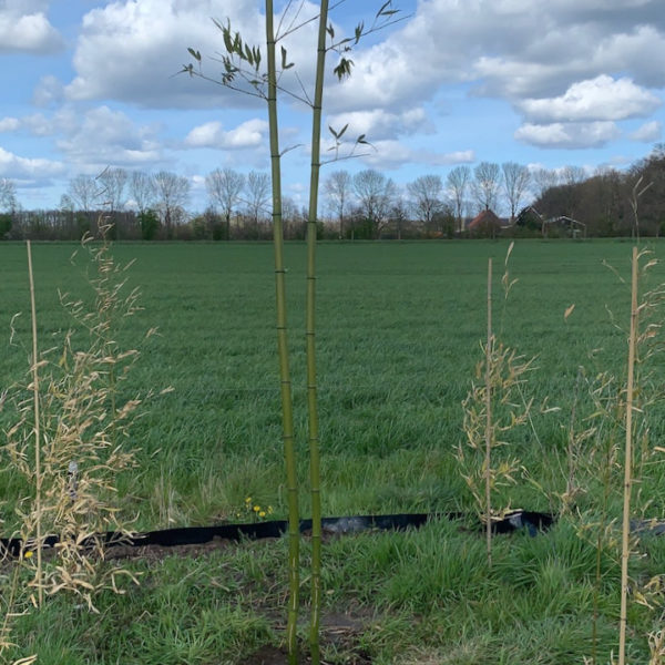 Nieuwe Bodem - duurzaam walnoten hazelnoten biodiversiteit agrobosbouw 403