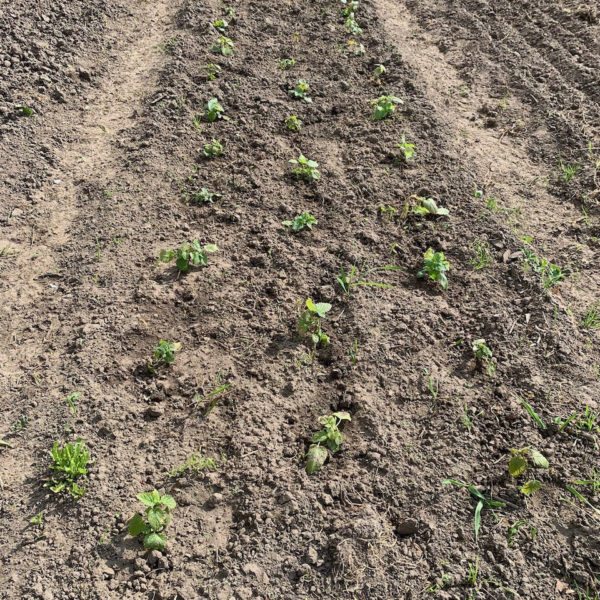 Nieuwe Bodem - duurzaam walnoten hazelnoten biodiversiteit agrobosbouw 408