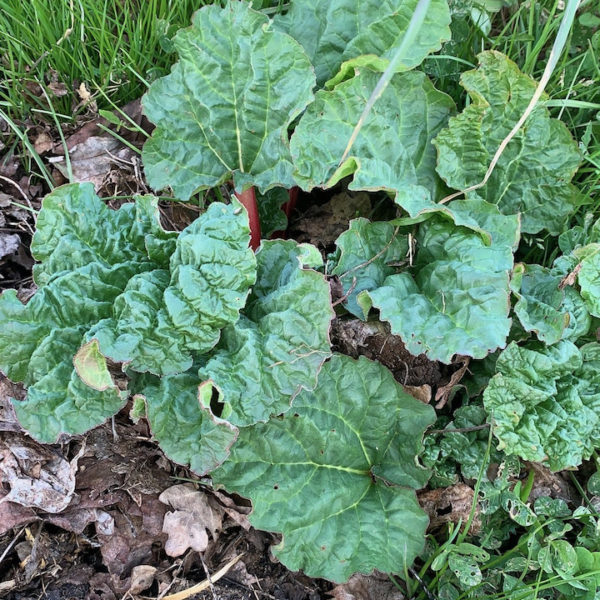 Nieuwe Bodem - duurzaam walnoten hazelnoten biodiversiteit agrobosbouw 409