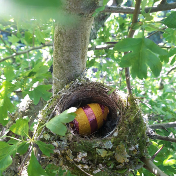 Nieuwe Bodem - duurzaam walnoten hazelnoten biodiversiteit agrobosbouw 410