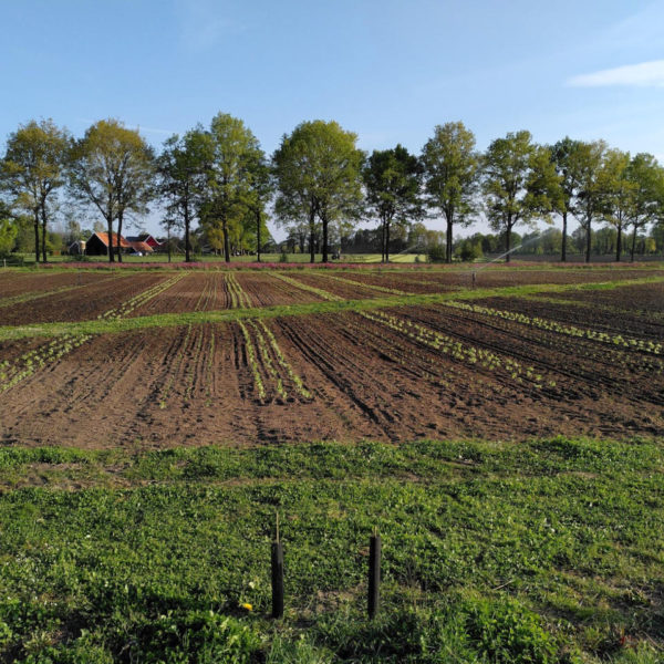 Nieuwe Bodem - duurzaam walnoten hazelnoten biodiversiteit agrobosbouw 414