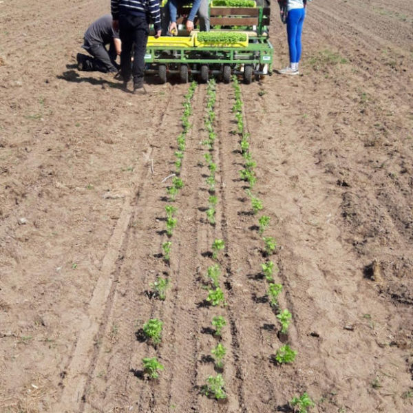 Nieuwe Bodem - duurzaam walnoten hazelnoten biodiversiteit agrobosbouw 415