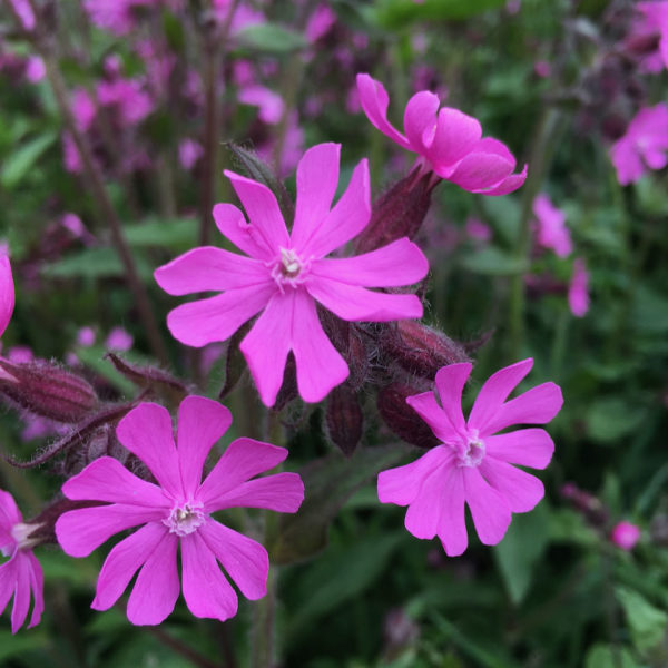 Nieuwe Bodem - duurzaam walnoten hazelnoten biodiversiteit agrobosbouw 416