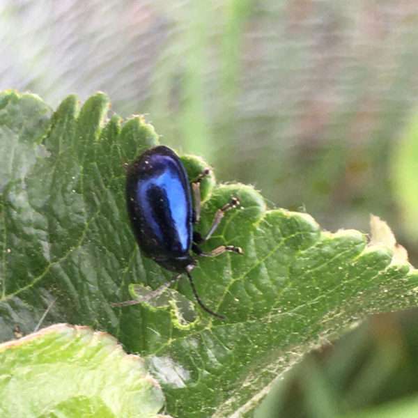 Nieuwe Bodem - duurzaam walnoten hazelnoten biodiversiteit agrobosbouw 417