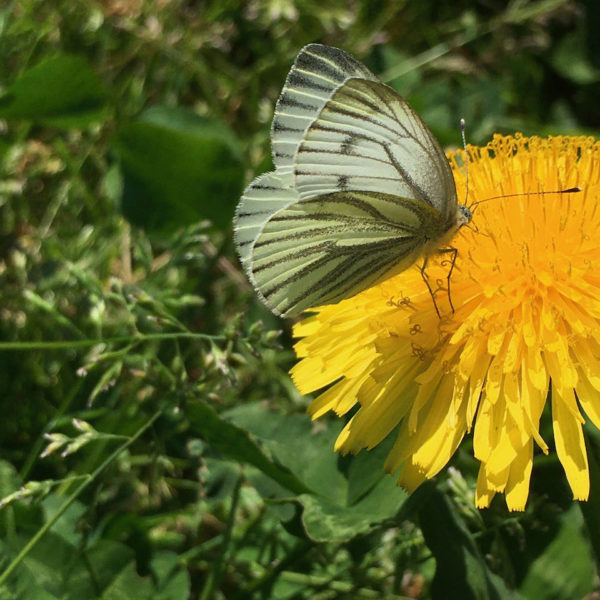 Nieuwe Bodem - duurzaam walnoten hazelnoten biodiversiteit agrobosbouw 419