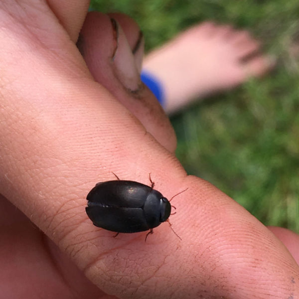 Nieuwe Bodem - duurzaam walnoten hazelnoten biodiversiteit agrobosbouw 423