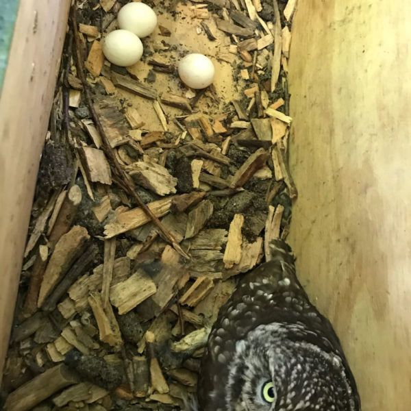 Nieuwe Bodem - duurzaam walnoten hazelnoten biodiversiteit agrobosbouw 426