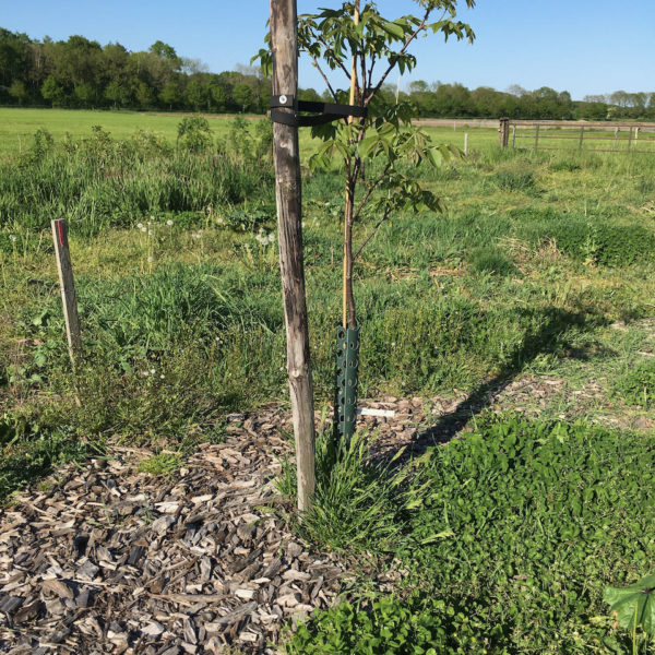 Nieuwe Bodem - duurzaam walnoten hazelnoten biodiversiteit agrobosbouw 428