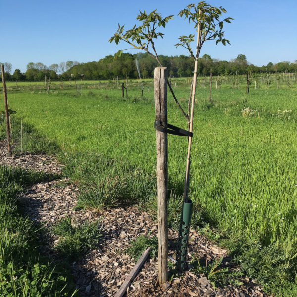 Nieuwe Bodem - duurzaam walnoten hazelnoten biodiversiteit agrobosbouw 434