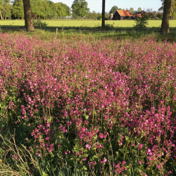 Nieuwe Bodem - duurzaam walnoten hazelnoten biodiversiteit agrobosbouw 436