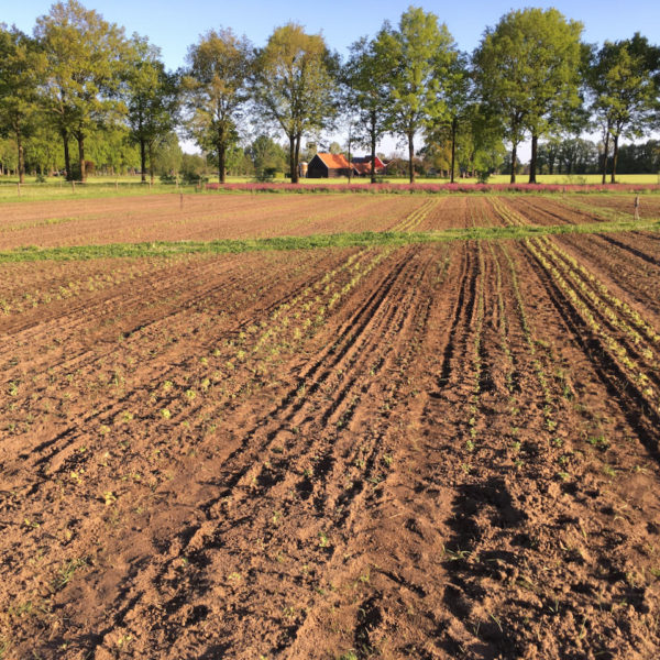 Nieuwe Bodem - duurzaam walnoten hazelnoten biodiversiteit agrobosbouw 437