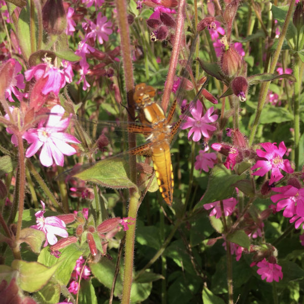 Nieuwe Bodem - duurzaam walnoten hazelnoten biodiversiteit agrobosbouw 440