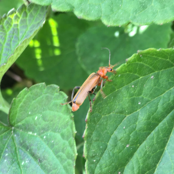 Nieuwe Bodem - duurzaam walnoten hazelnoten biodiversiteit agrobosbouw 441