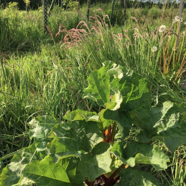 Nieuwe Bodem - duurzaam walnoten hazelnoten biodiversiteit agrobosbouw 443