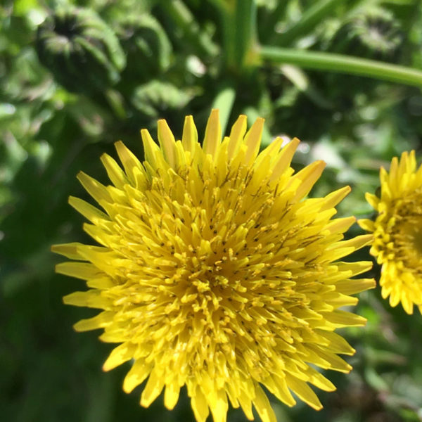Nieuwe Bodem - duurzaam walnoten hazelnoten biodiversiteit agrobosbouw 445