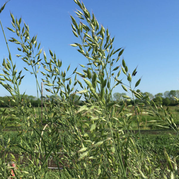 Nieuwe Bodem - duurzaam walnoten hazelnoten biodiversiteit agrobosbouw 446