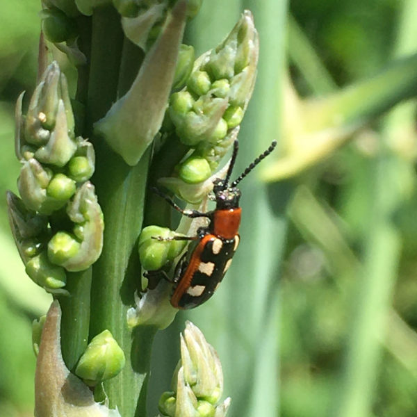 Nieuwe Bodem - duurzaam walnoten hazelnoten biodiversiteit agrobosbouw 449