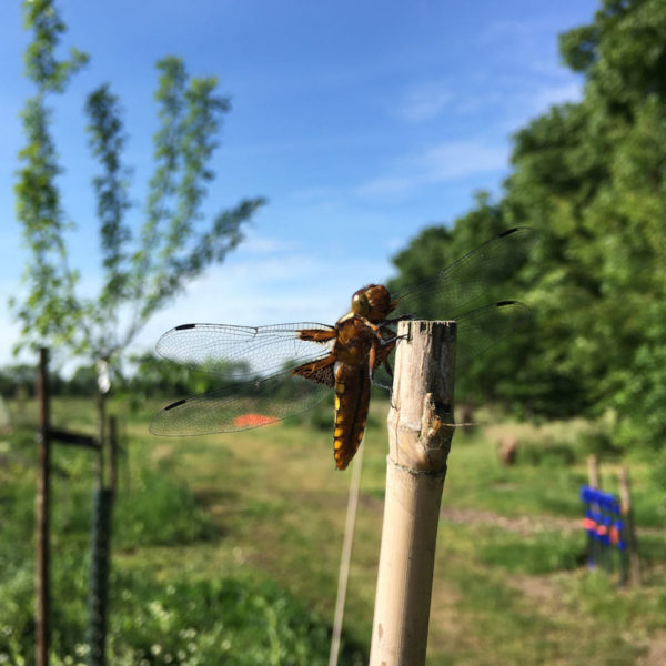Nieuwe Bodem - duurzaam walnoten hazelnoten biodiversiteit agrobosbouw 451