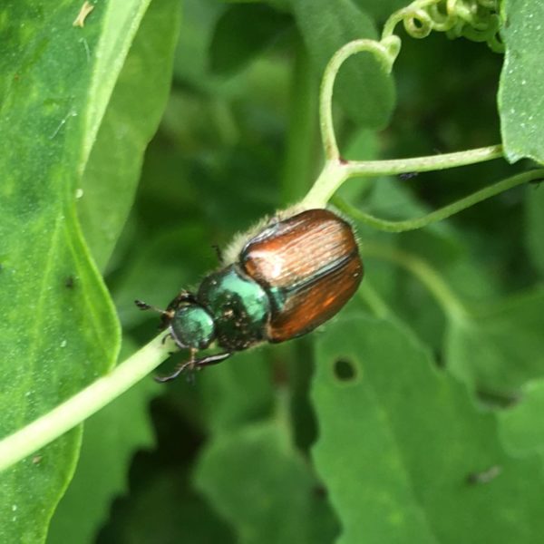 Nieuwe Bodem - duurzaam walnoten hazelnoten biodiversiteit agrobosbouw 453