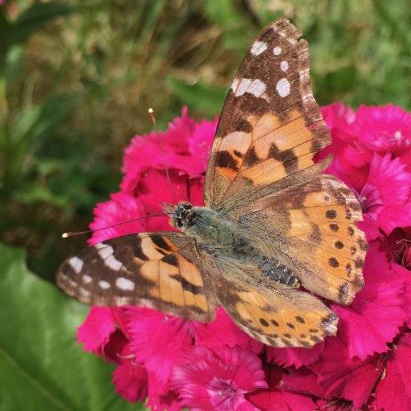 Nieuwe Bodem - duurzaam walnoten hazelnoten biodiversiteit agrobosbouw 454
