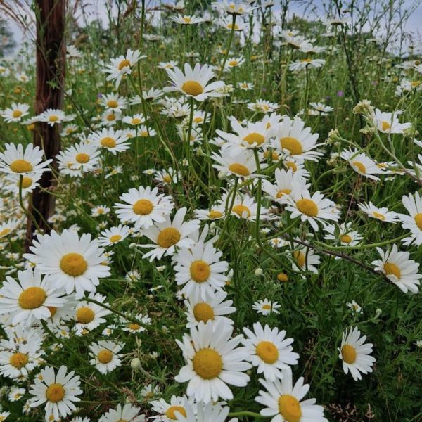 Nieuwe Bodem - duurzaam walnoten hazelnoten biodiversiteit agrobosbouw 457