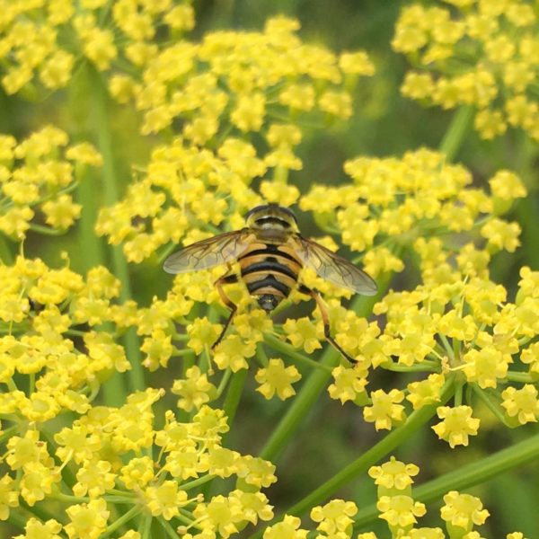 Nieuwe Bodem - duurzaam walnoten hazelnoten biodiversiteit agrobosbouw 458