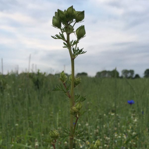 Nieuwe Bodem - duurzaam walnoten hazelnoten biodiversiteit agrobosbouw 459
