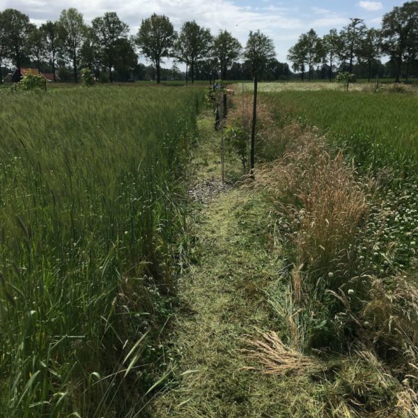 Nieuwe Bodem - duurzaam walnoten hazelnoten biodiversiteit agrobosbouw 461