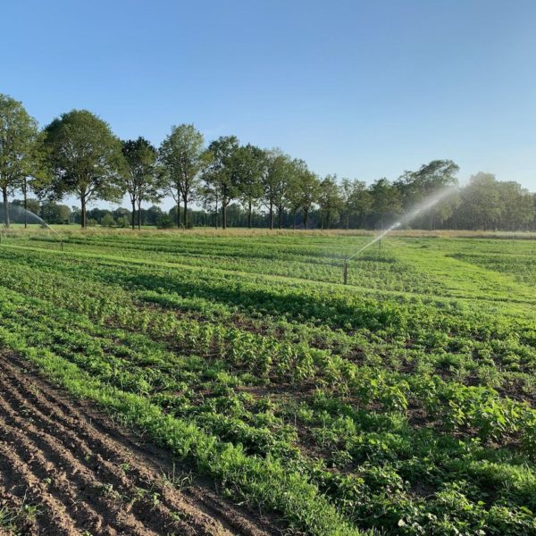 Nieuwe Bodem - duurzaam walnoten hazelnoten biodiversiteit agrobosbouw 462