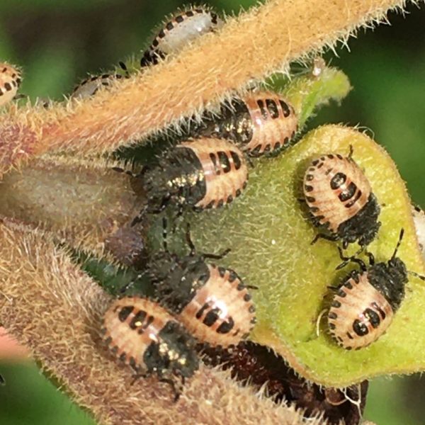 Nieuwe Bodem - duurzaam walnoten hazelnoten biodiversiteit agrobosbouw 464
