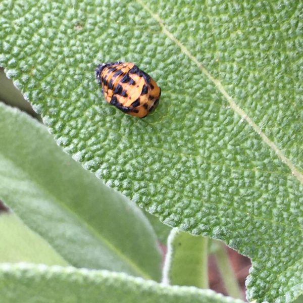 Nieuwe Bodem - duurzaam walnoten hazelnoten biodiversiteit agrobosbouw 466